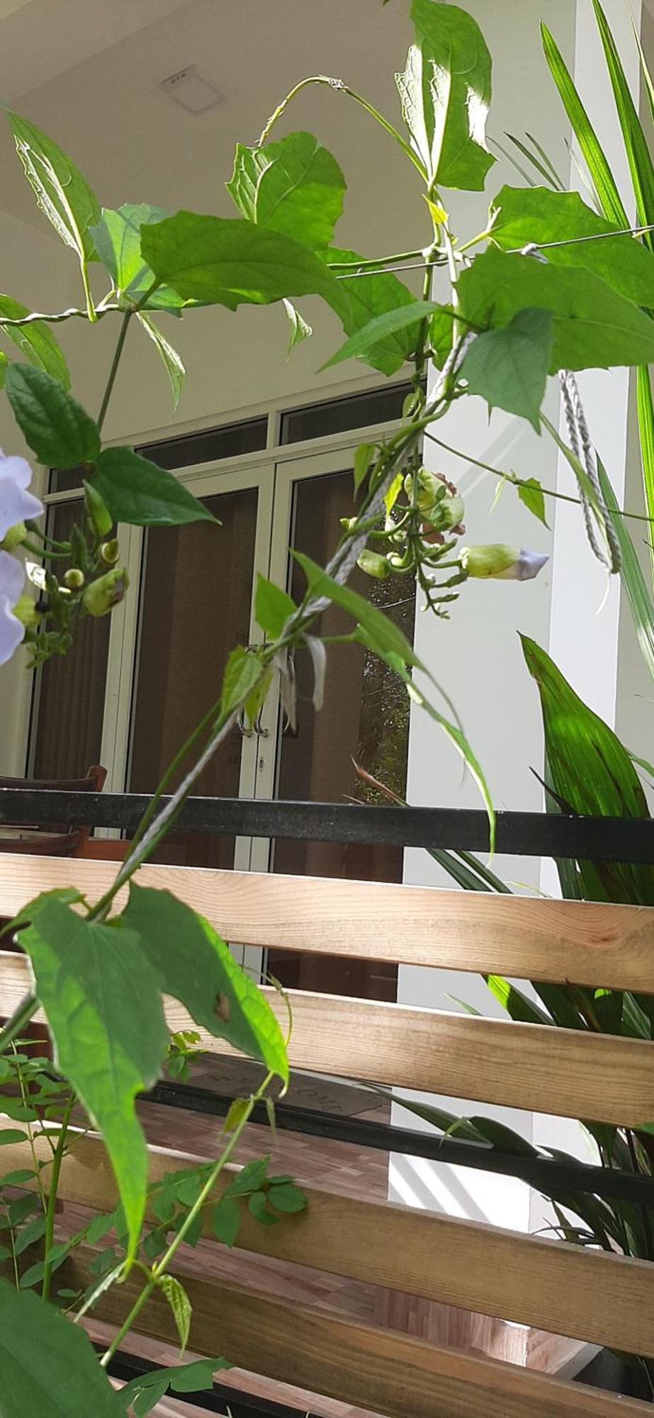 Dhanudi Homestay Ella Bagian luar foto